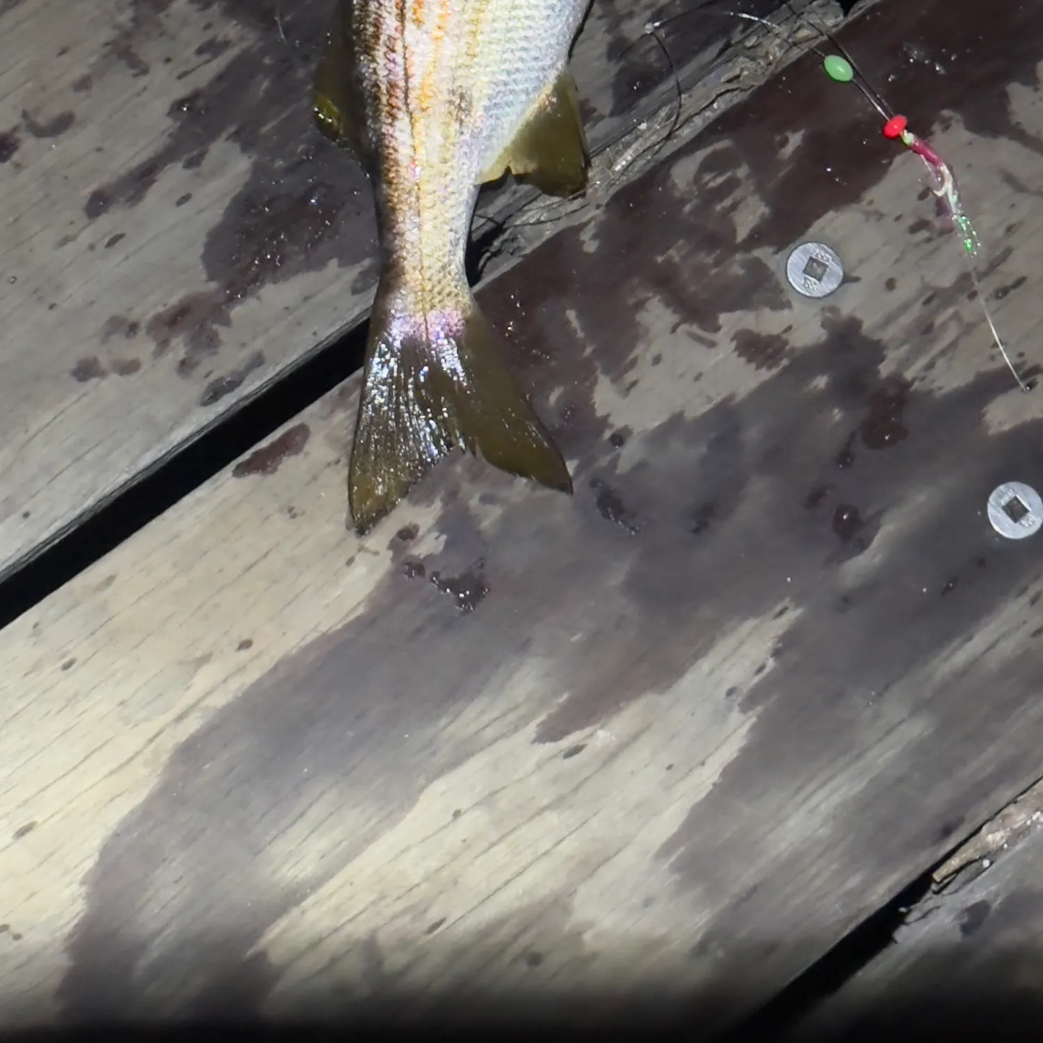 Salema porgy caught on Fishbrain