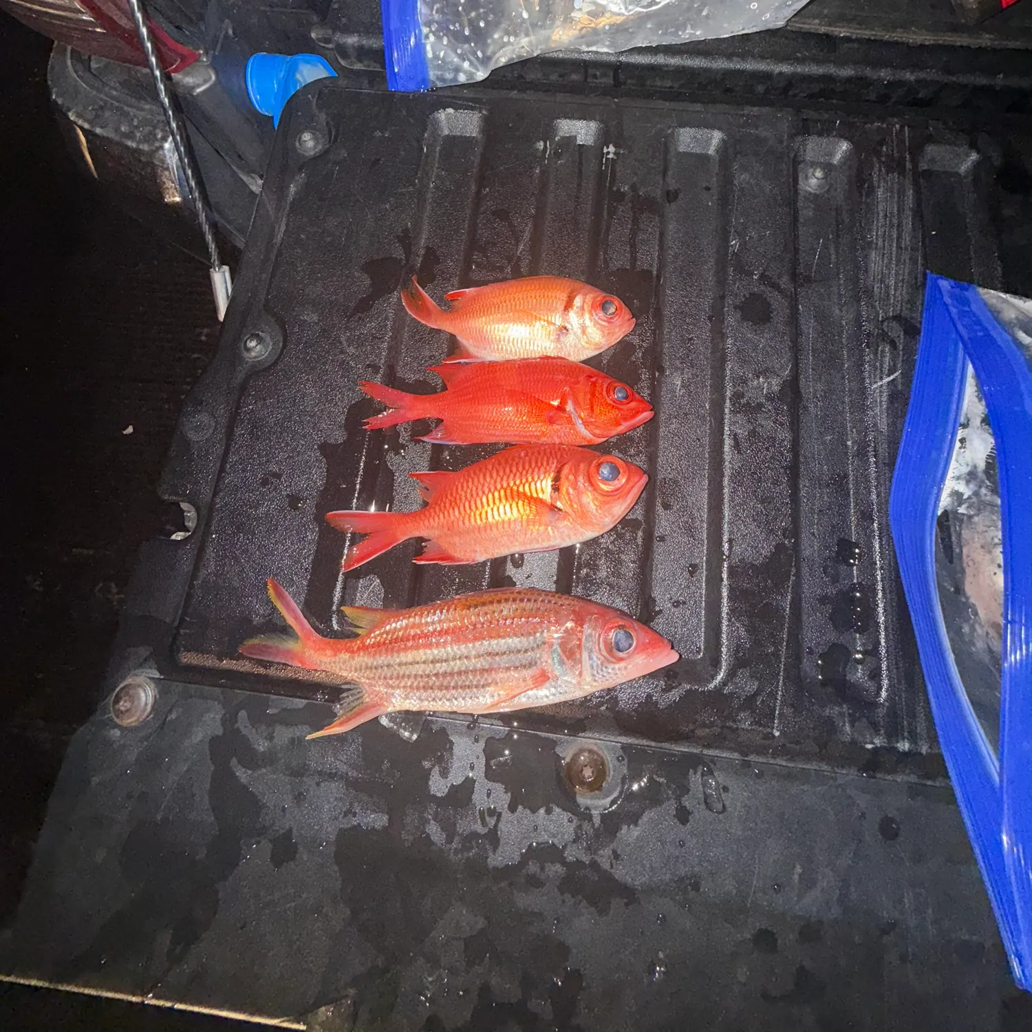 recently logged catches