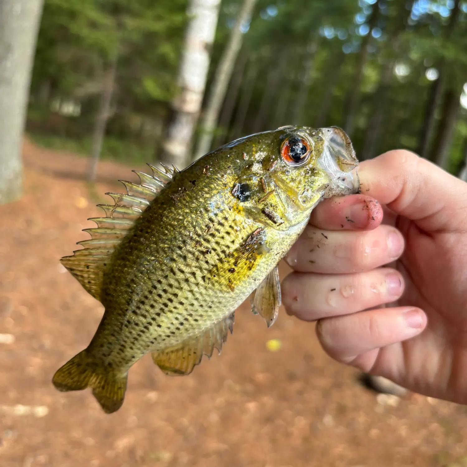 Rock bass caught on Fishbrain