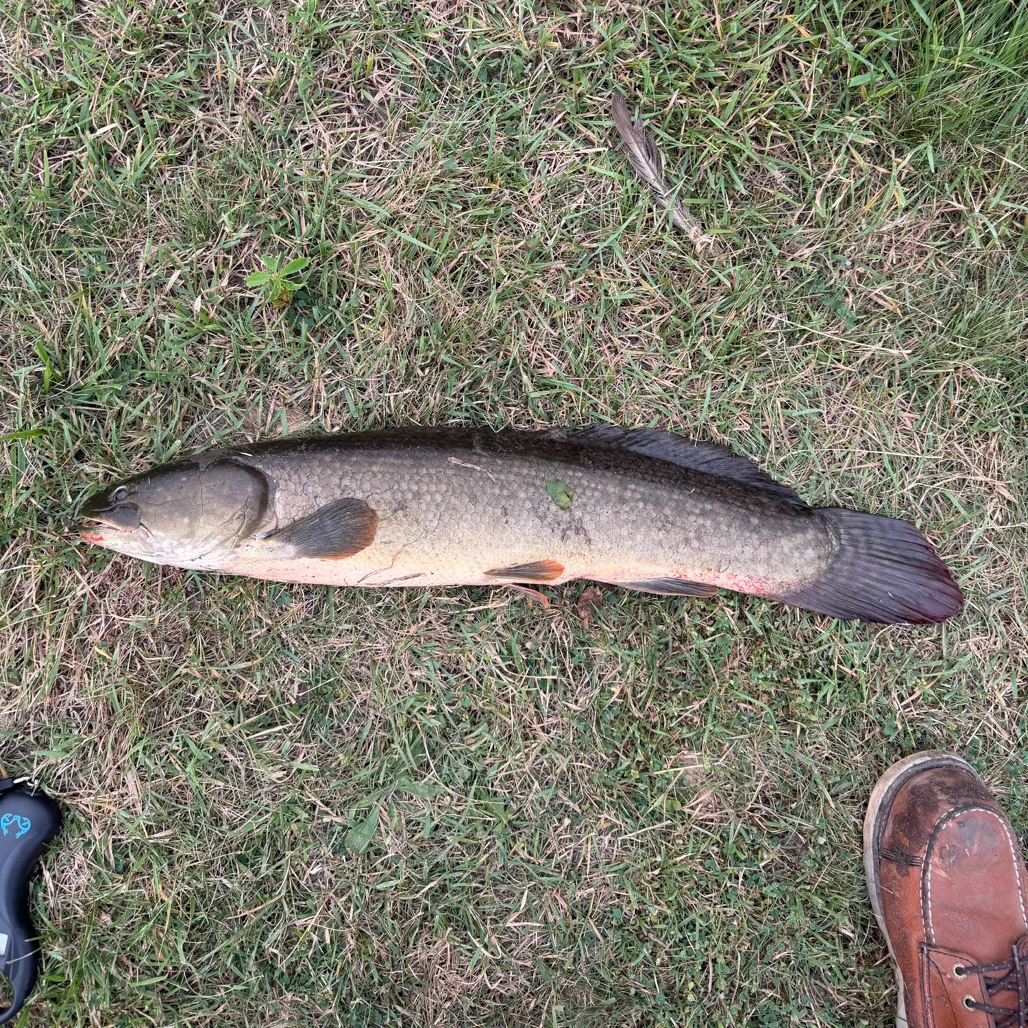 catch