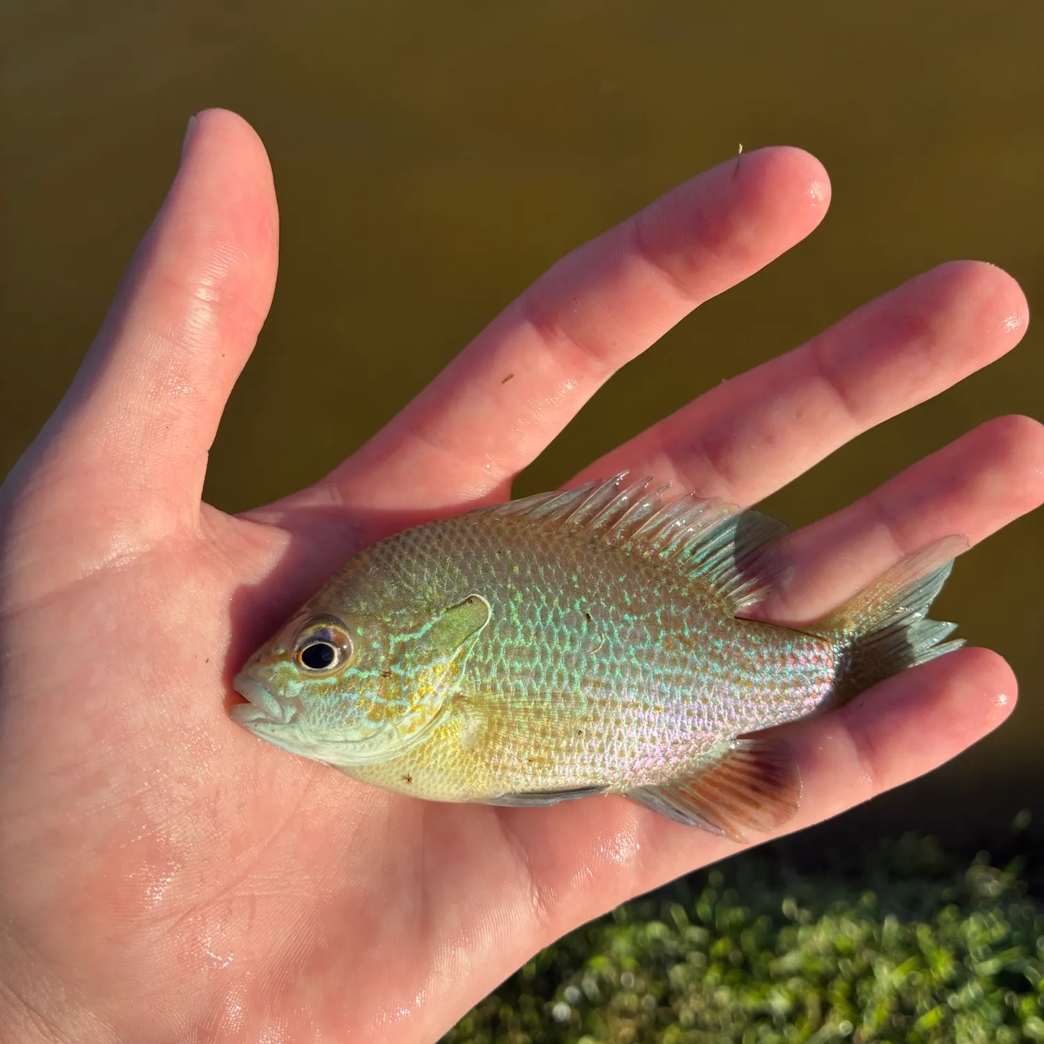 Longear sunfish caught on Fishbrain