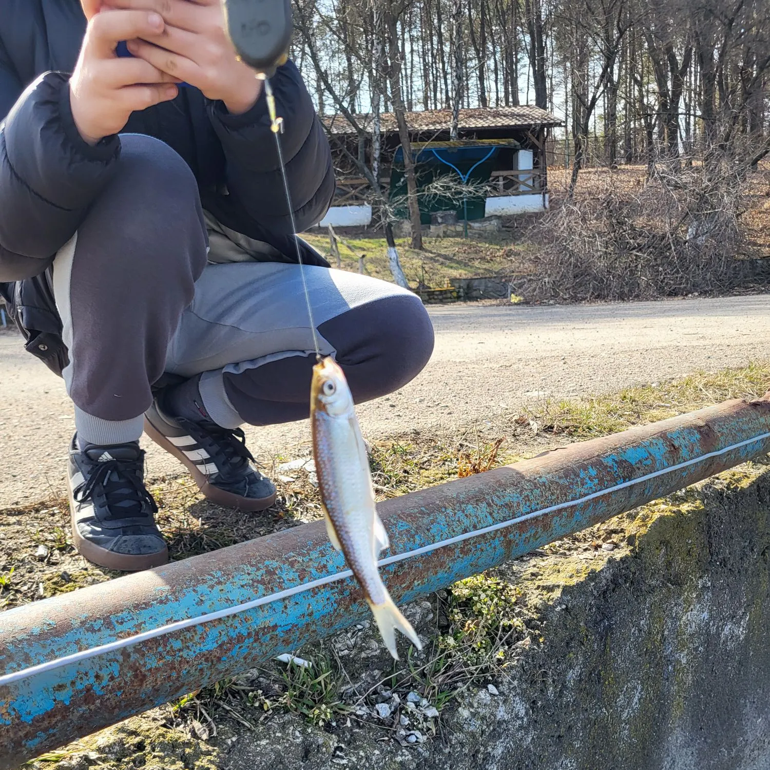 The most recent Common bleak catches on Fishbrain