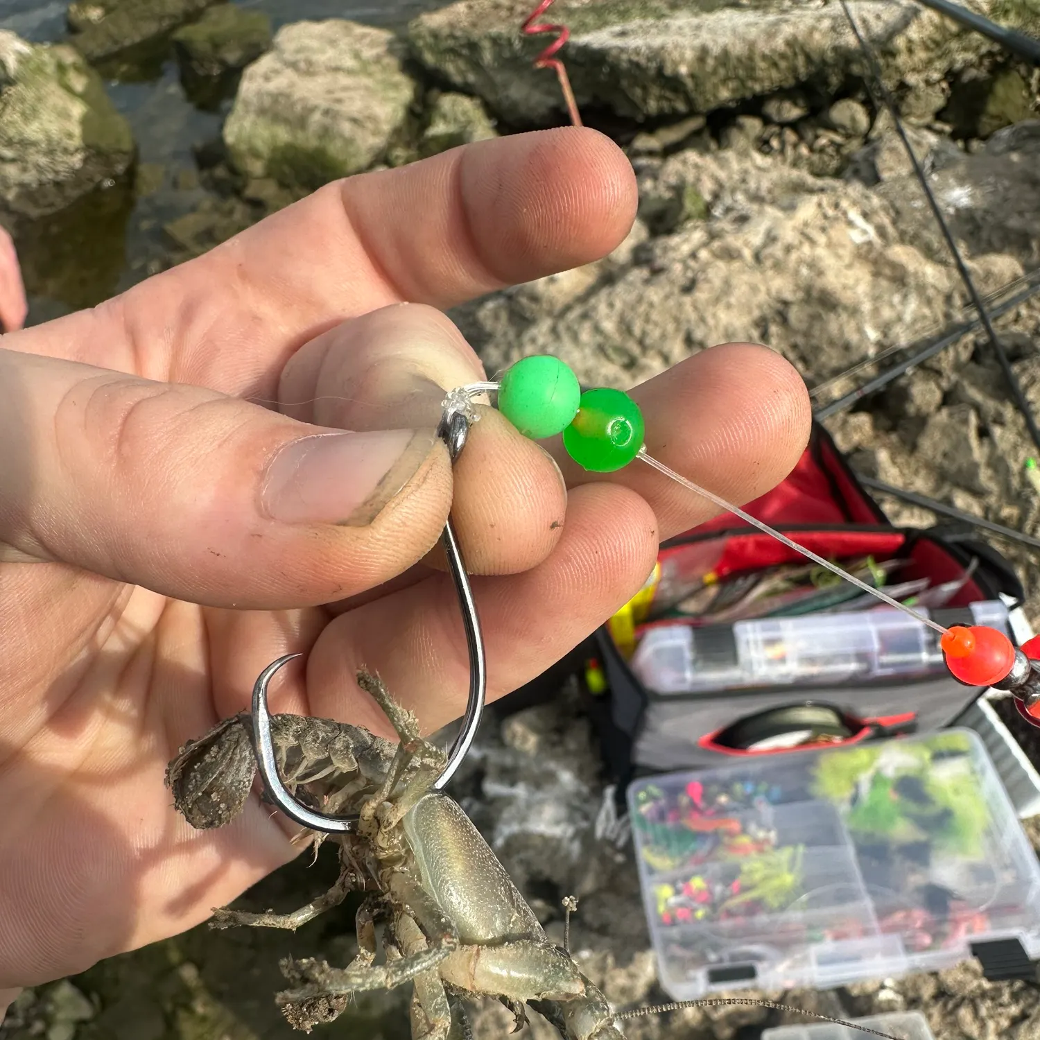 The most recent Rusty crayfish catches on Fishbrain