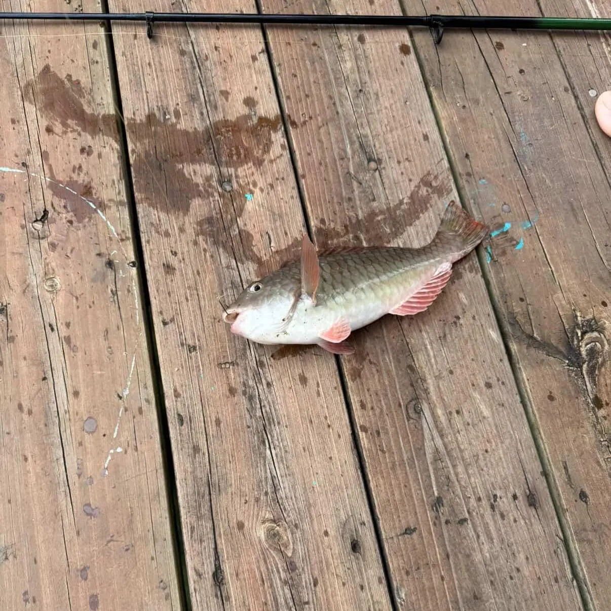 The most recent Redtail parrotfish catches on Fishbrain