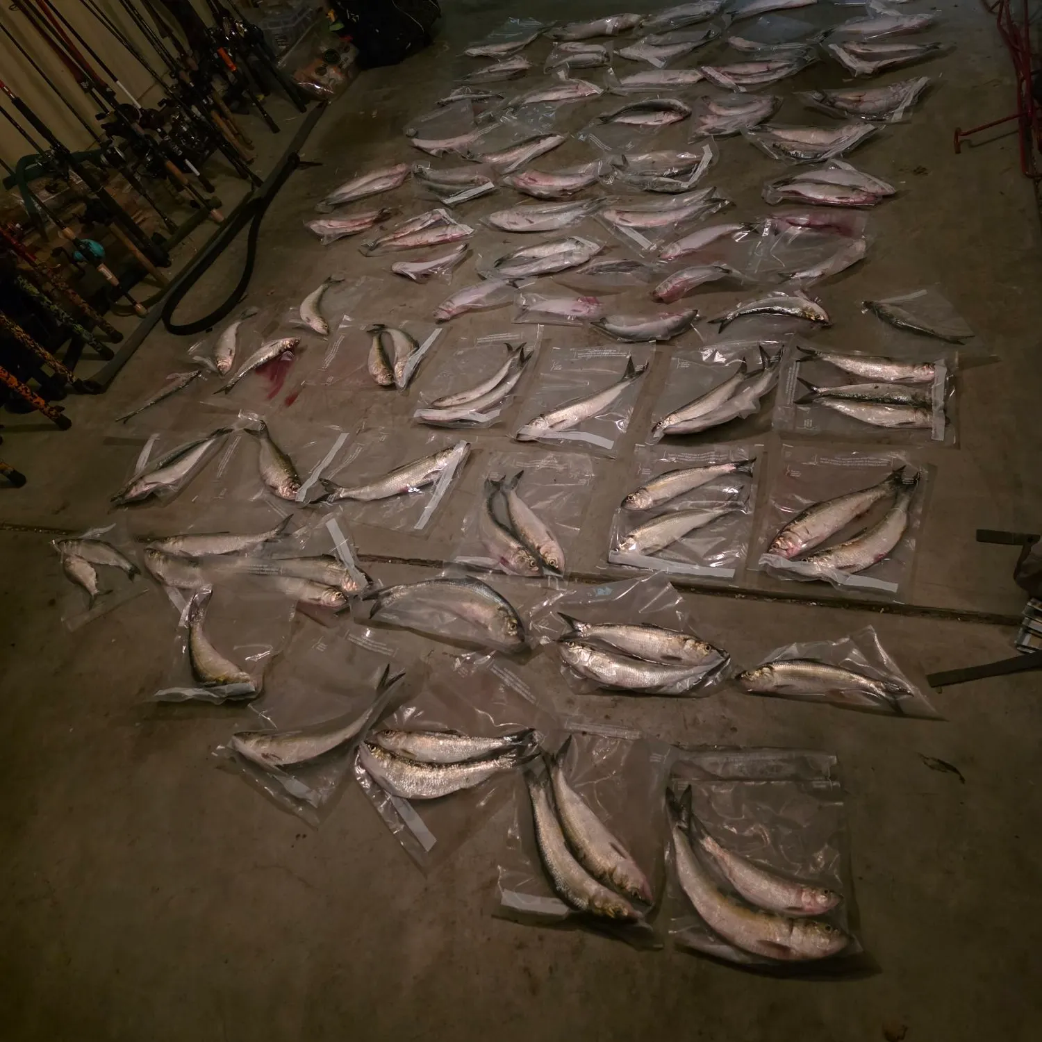 The most popular recent Skipjack herring catch on Fishbrain