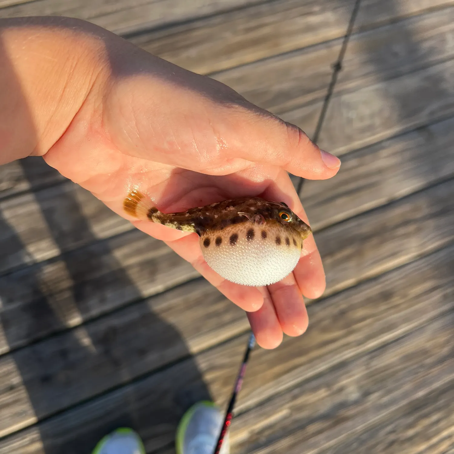 The most recent Bandtail puffer catches on Fishbrain