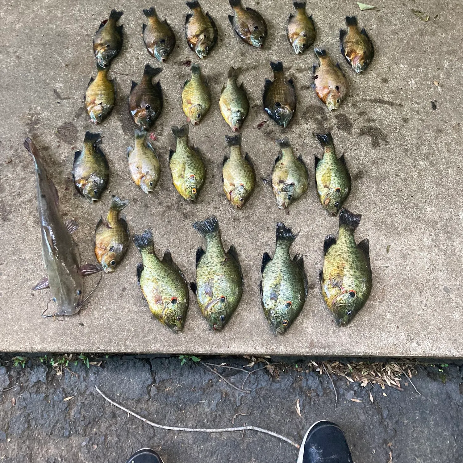 recently logged catches