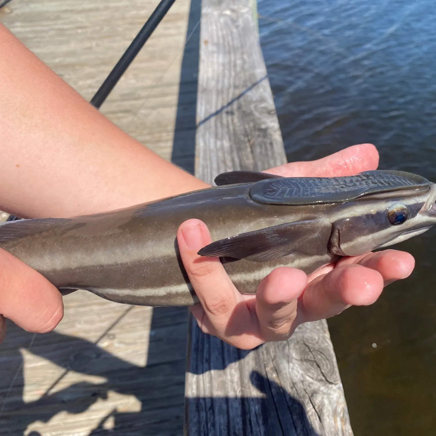 The most recent Live sharksucker catches on Fishbrain