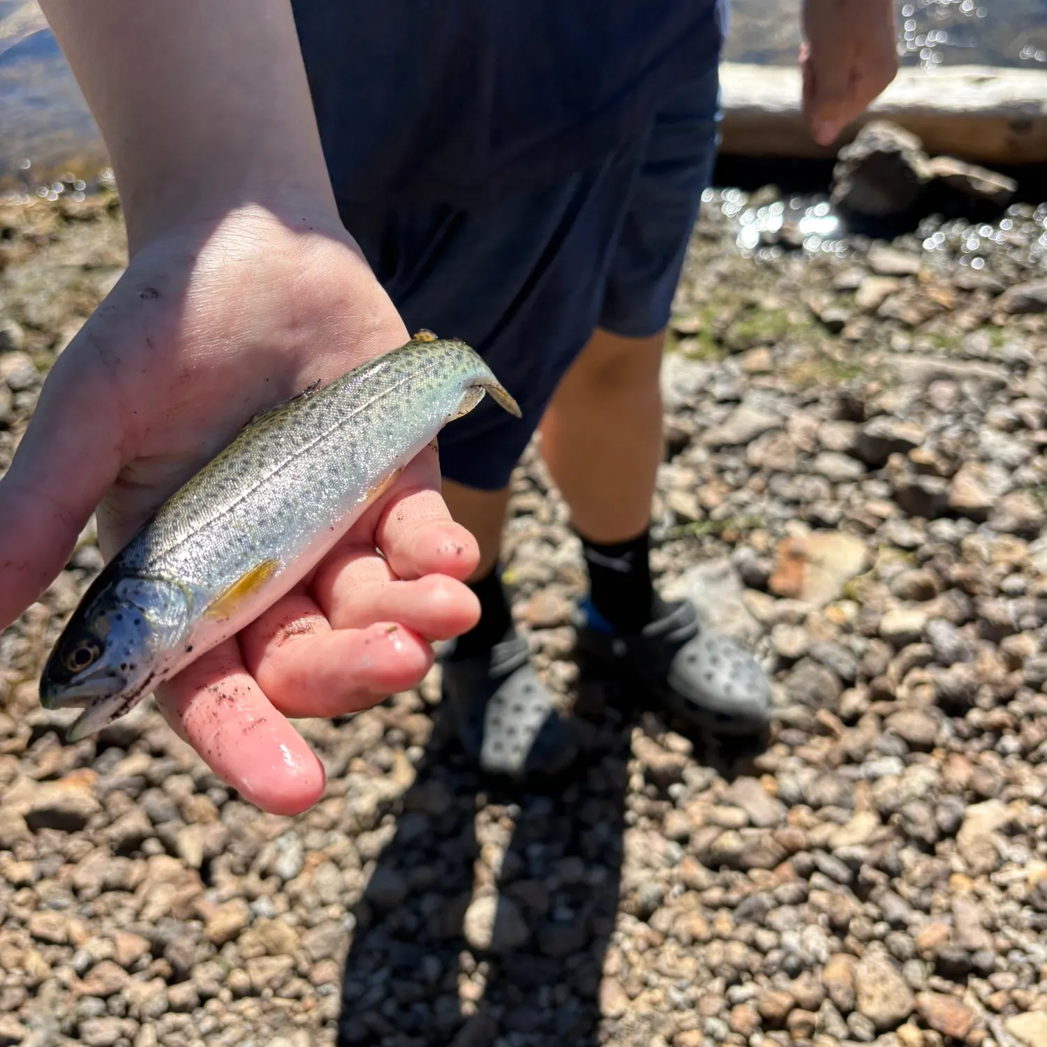 Rainbow trout caught on Fishbrain