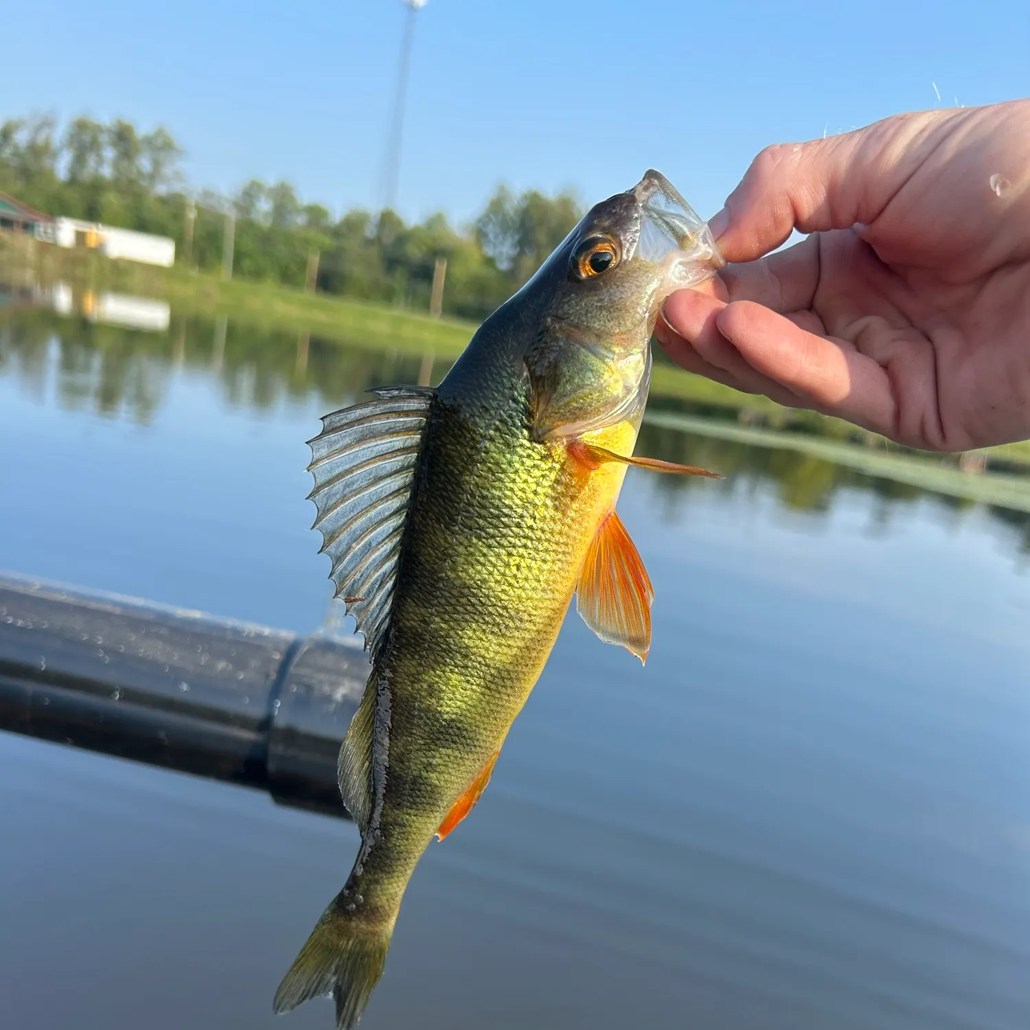 Yellow perch caught on Fishbrain