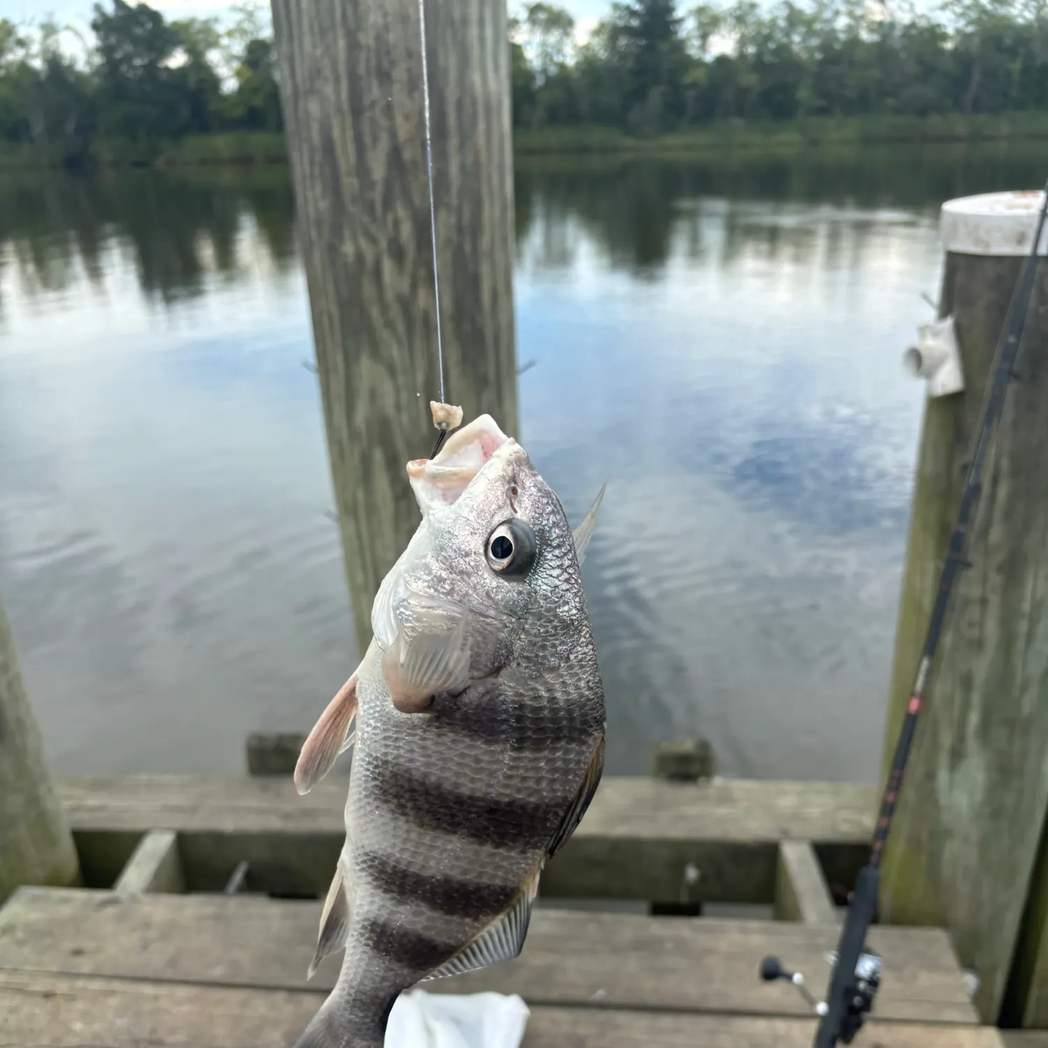 Black drum caught on Fishbrain