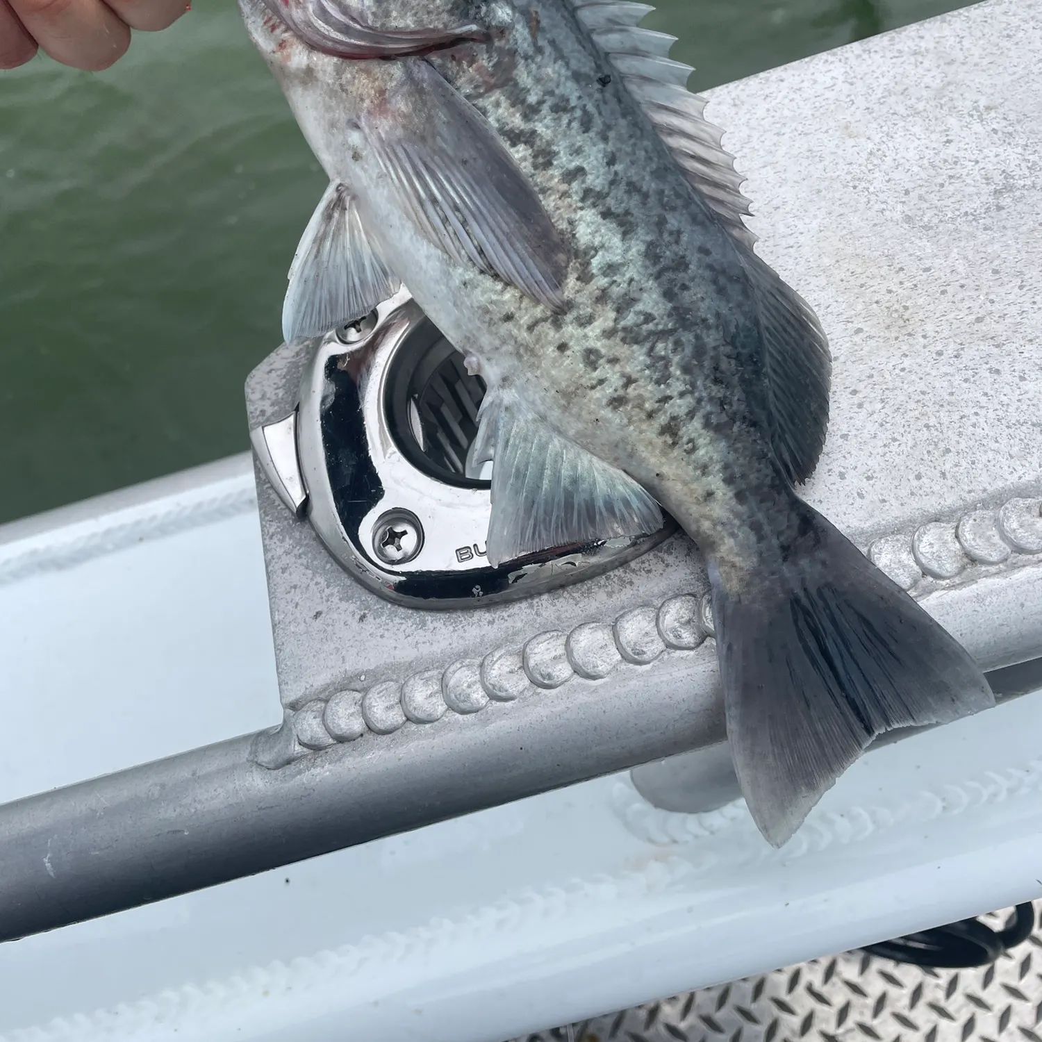 The most recent Black rockfish catches on Fishbrain