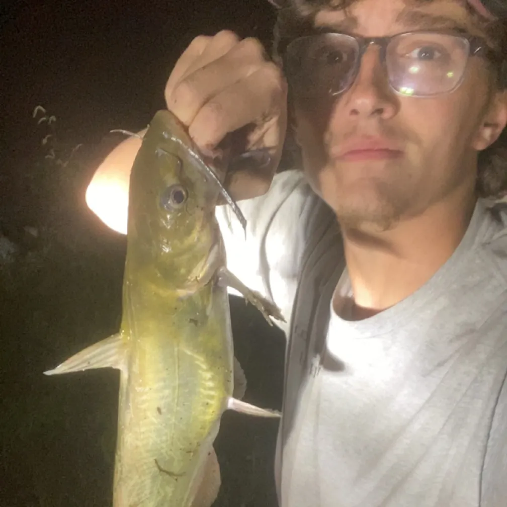 Channel catfish caught on Fishbrain