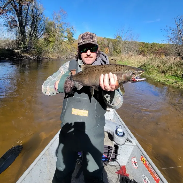 Coho salmon caught on Fishbrain