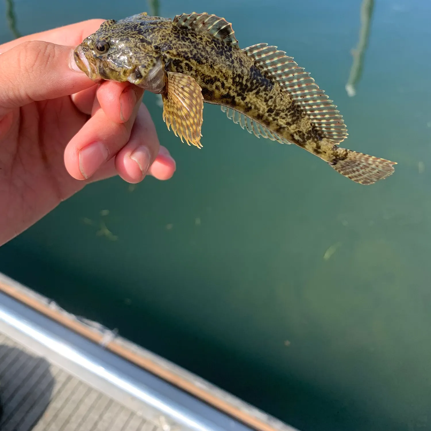 The most recent Mottled sculpin catches on Fishbrain