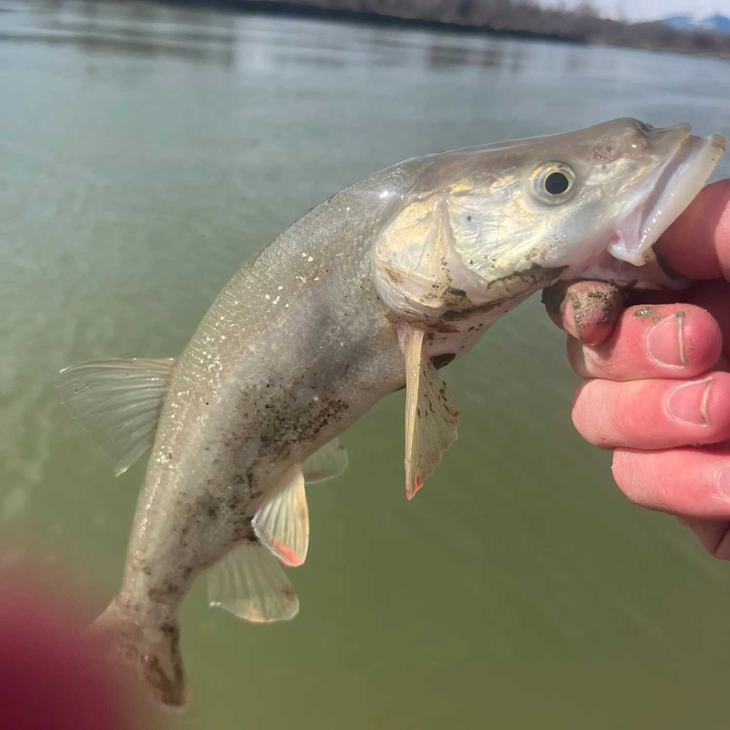 The most recent Northern pikeminnow catches on Fishbrain