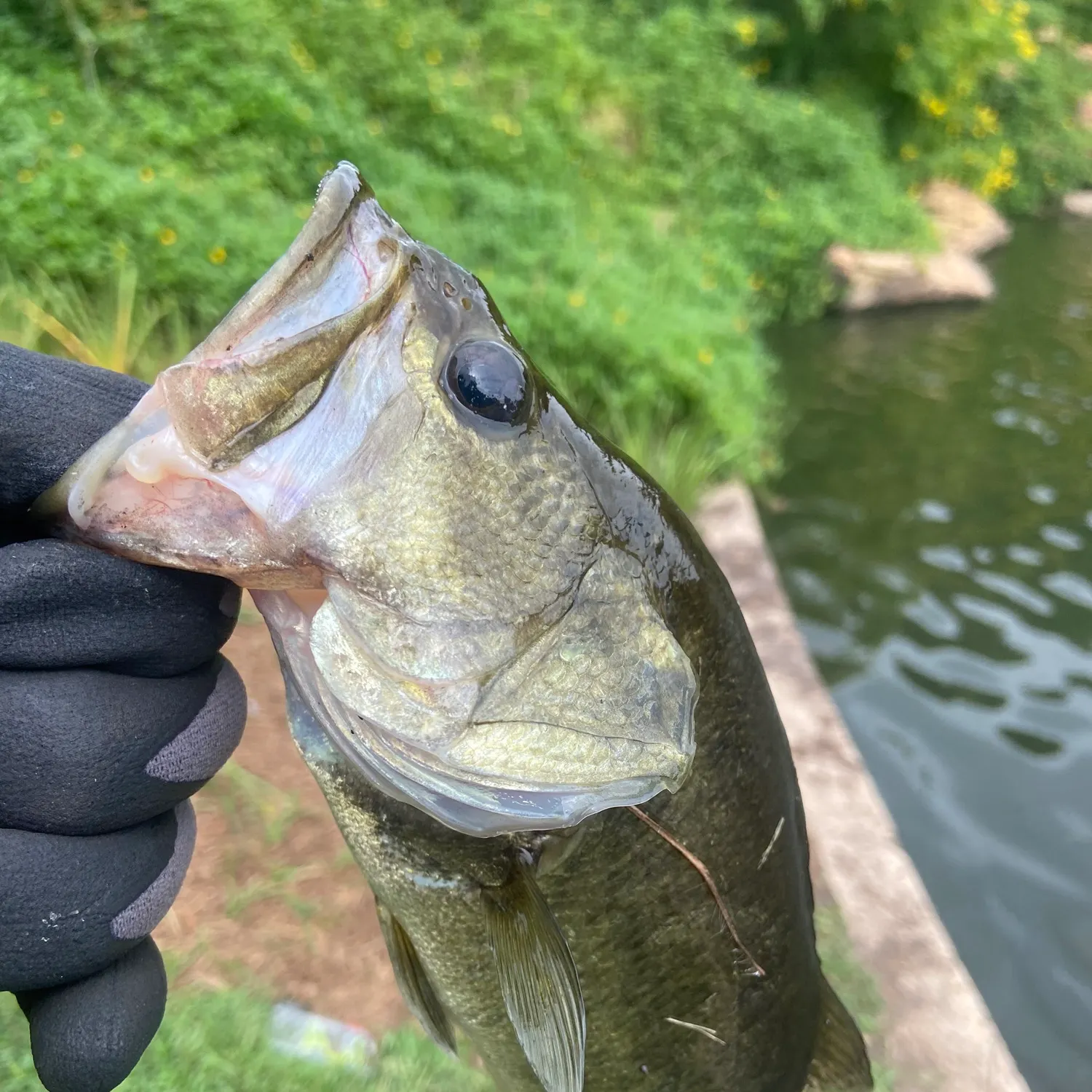 Largemouth bass caught on Fishbrain
