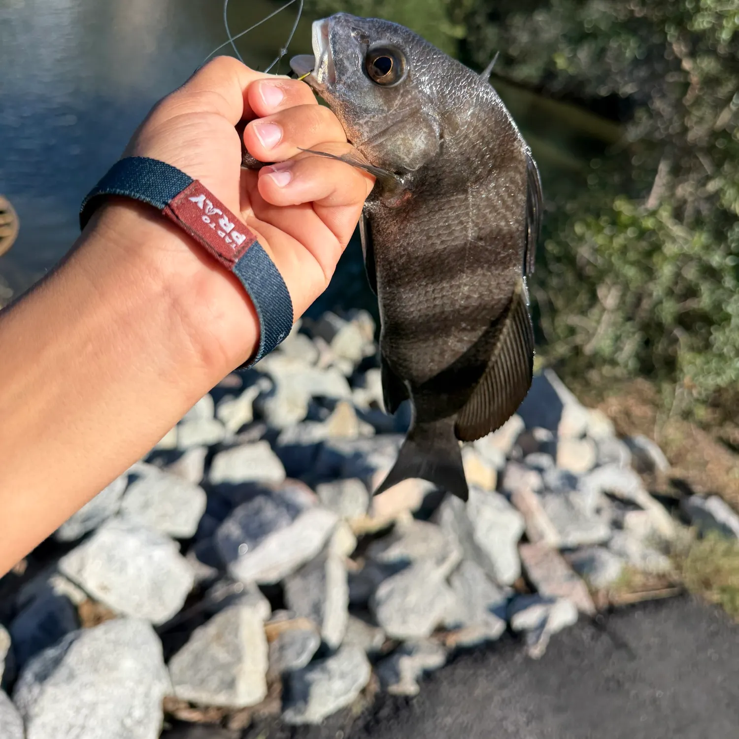 Black drum caught on Fishbrain