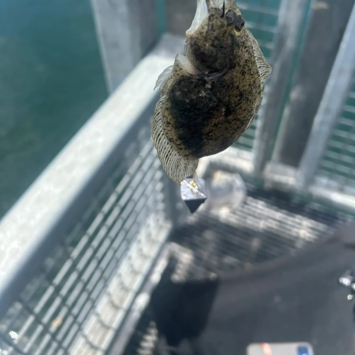 The most recent Northern rock sole catches on Fishbrain