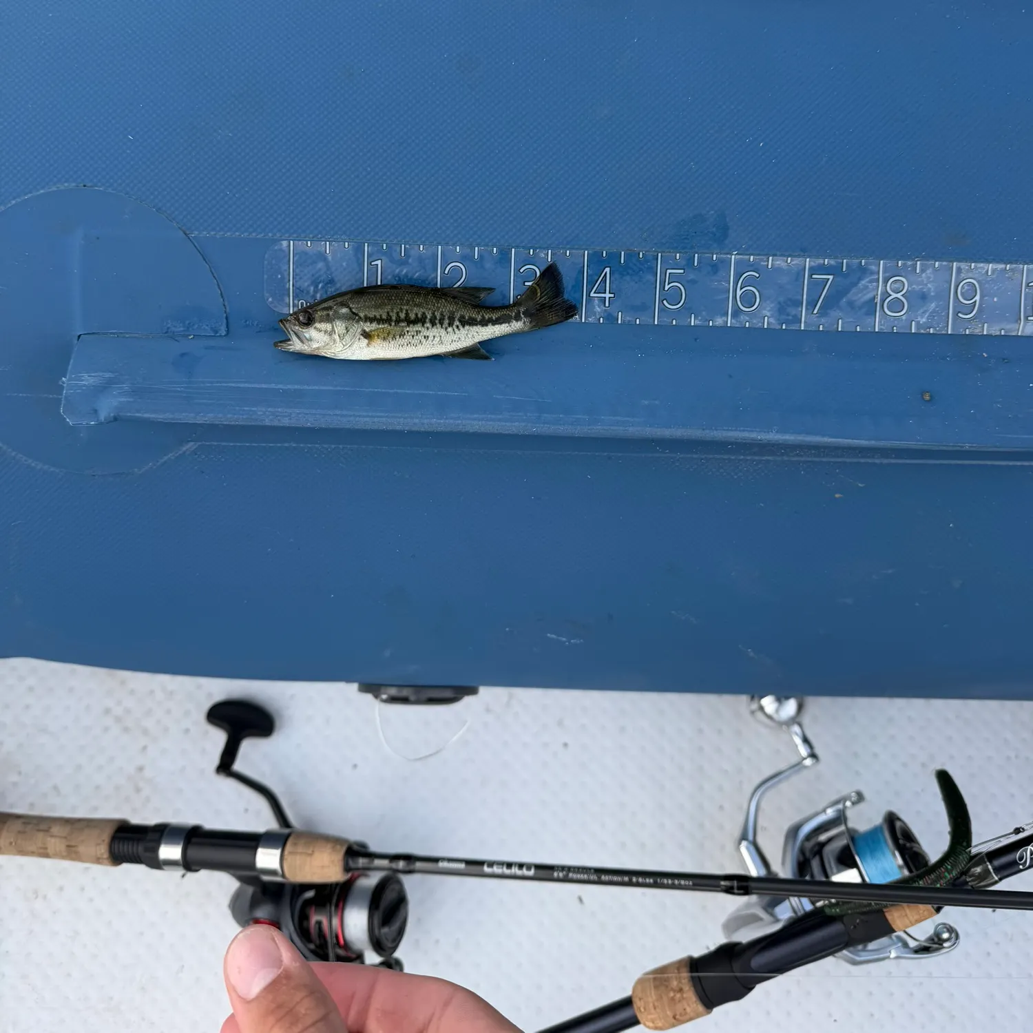 Largemouth bass caught on Fishbrain