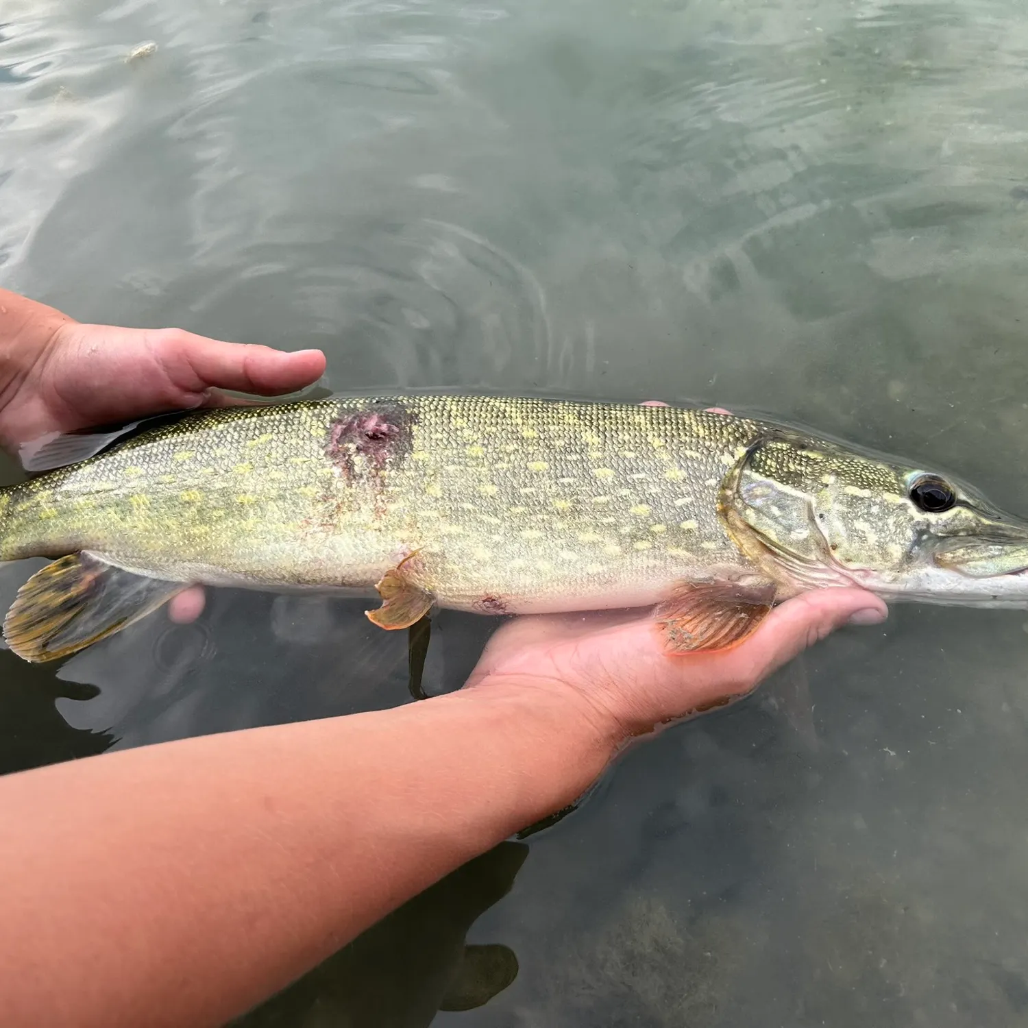 Northern pike caught on Fishbrain
