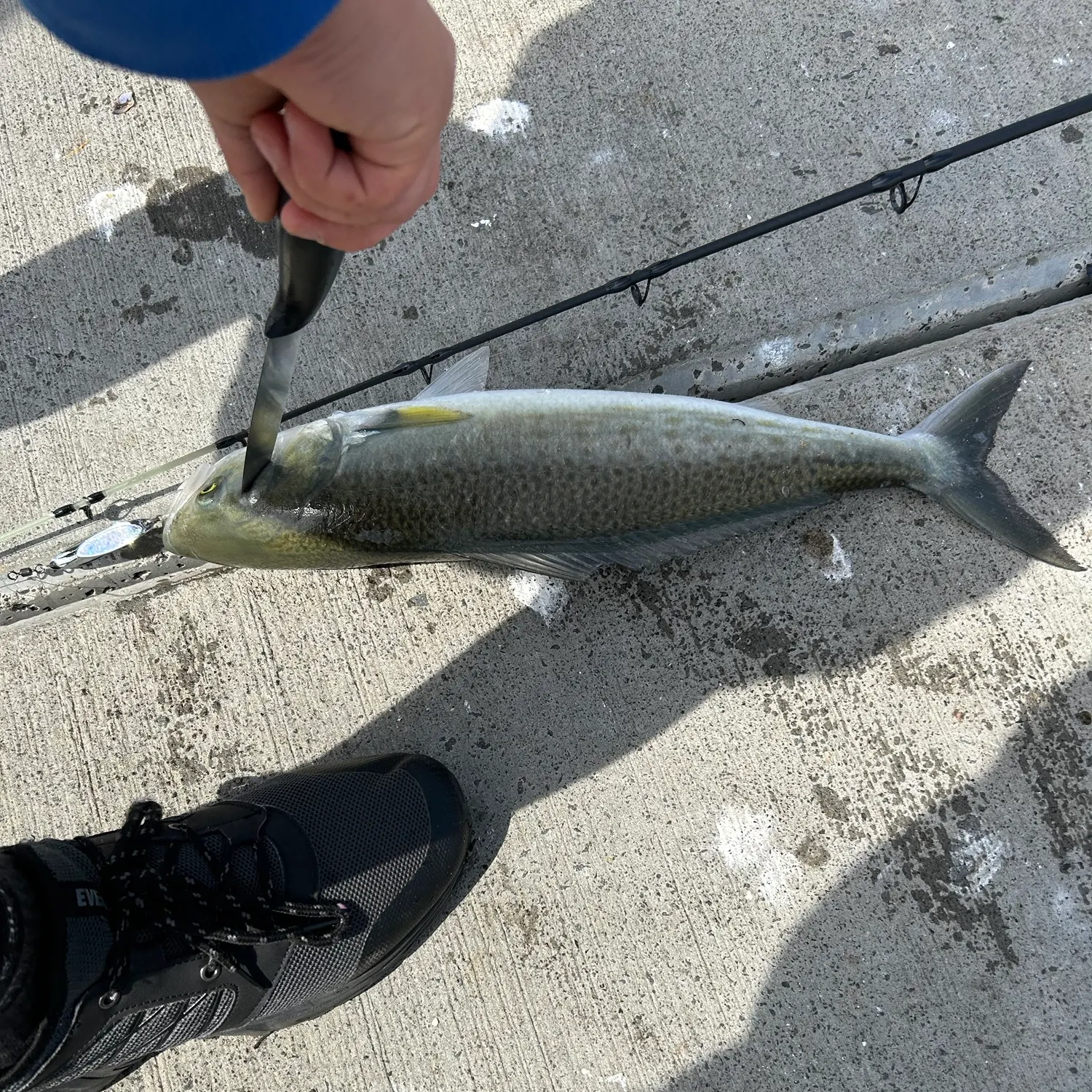 Eastern Australian salmon caught on Fishbrain