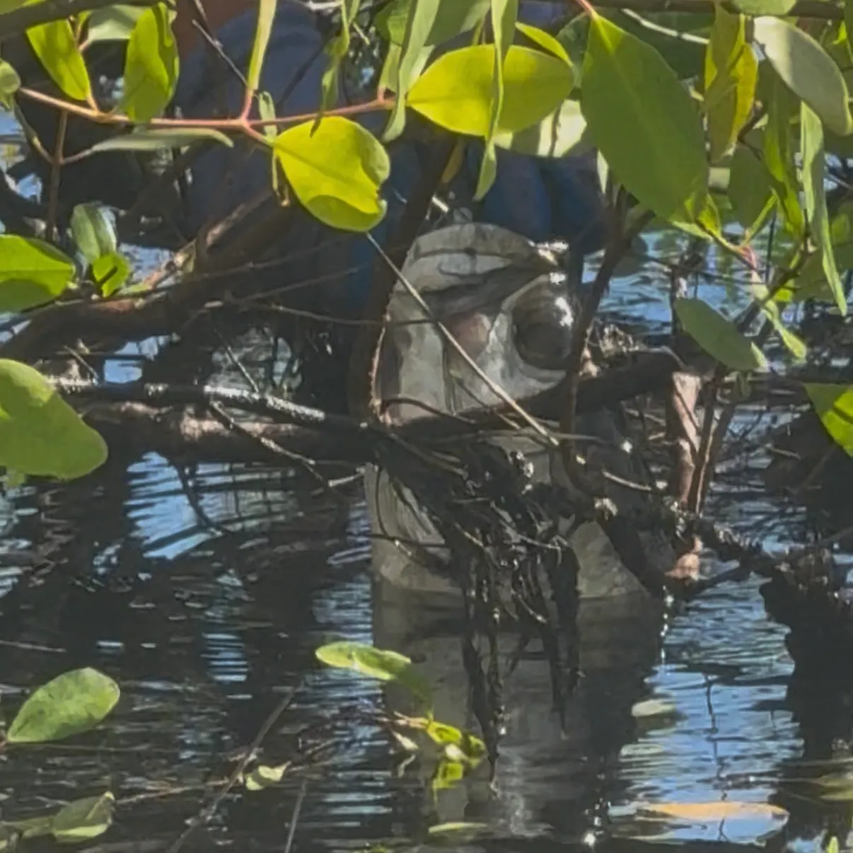 The most recent Tarpon catches on Fishbrain