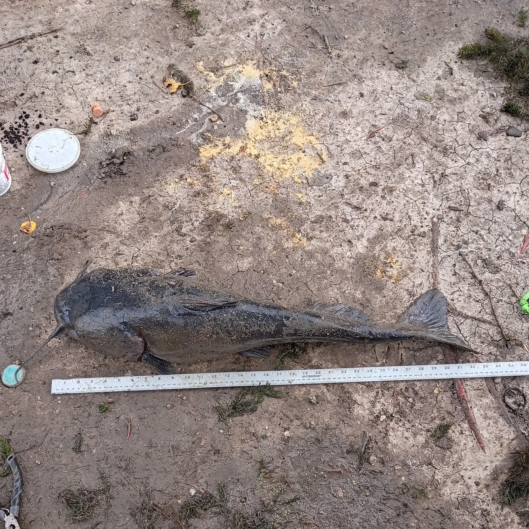 Channel catfish caught on Fishbrain