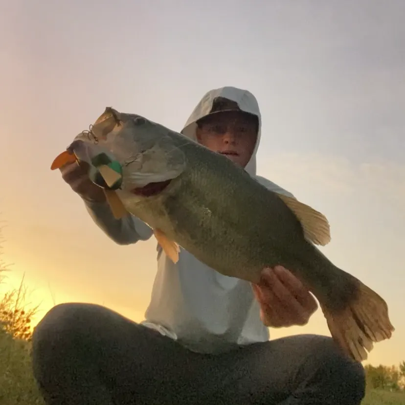Largemouth bass caught on Fishbrain