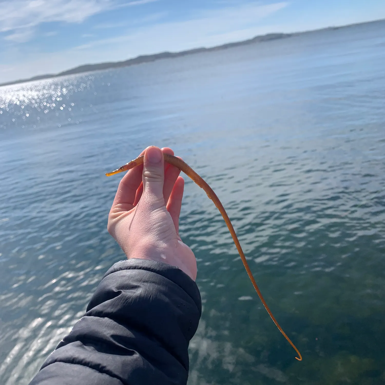 The most recent Broadnosed pipefish catches on Fishbrain