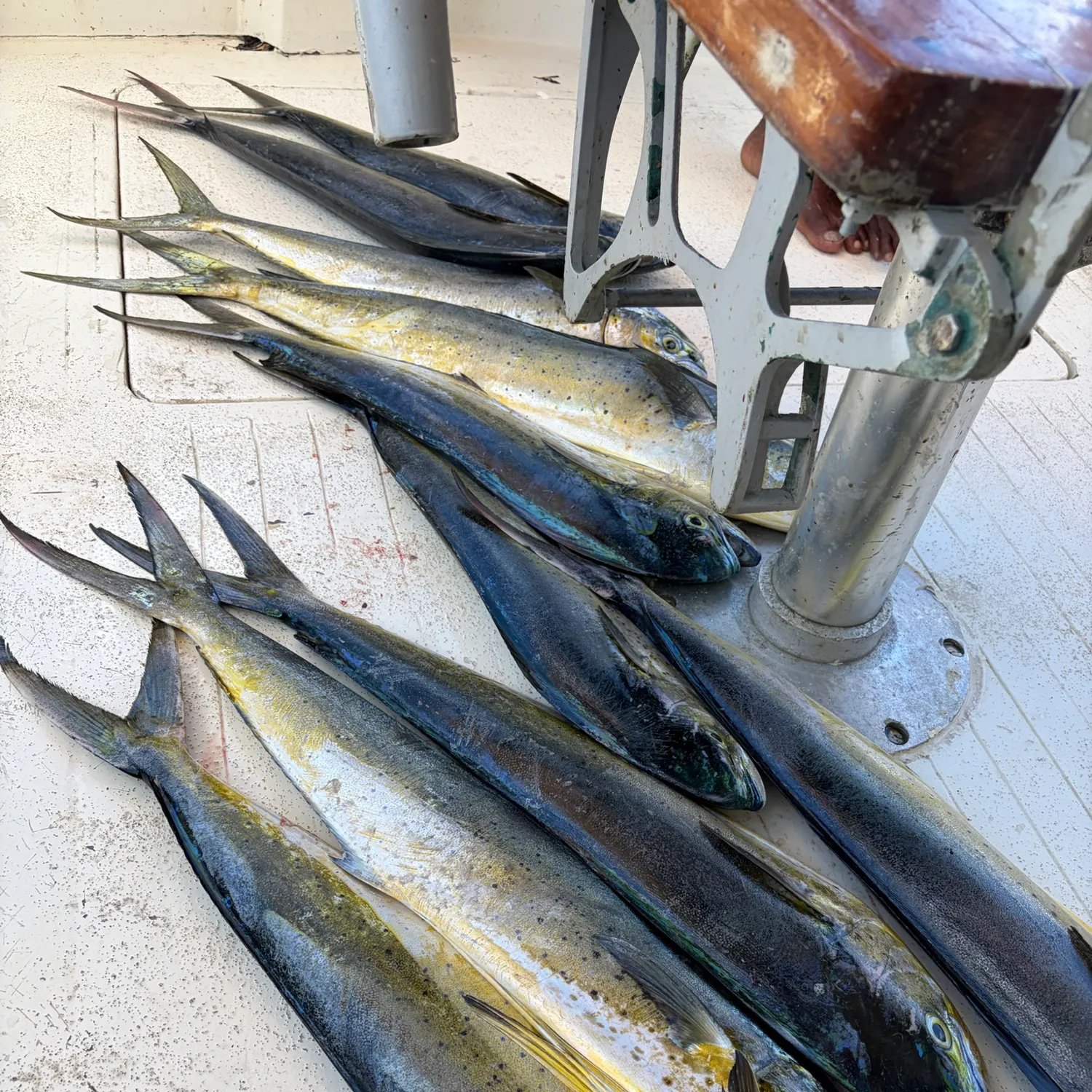 Common dolphinfish caught on Fishbrain