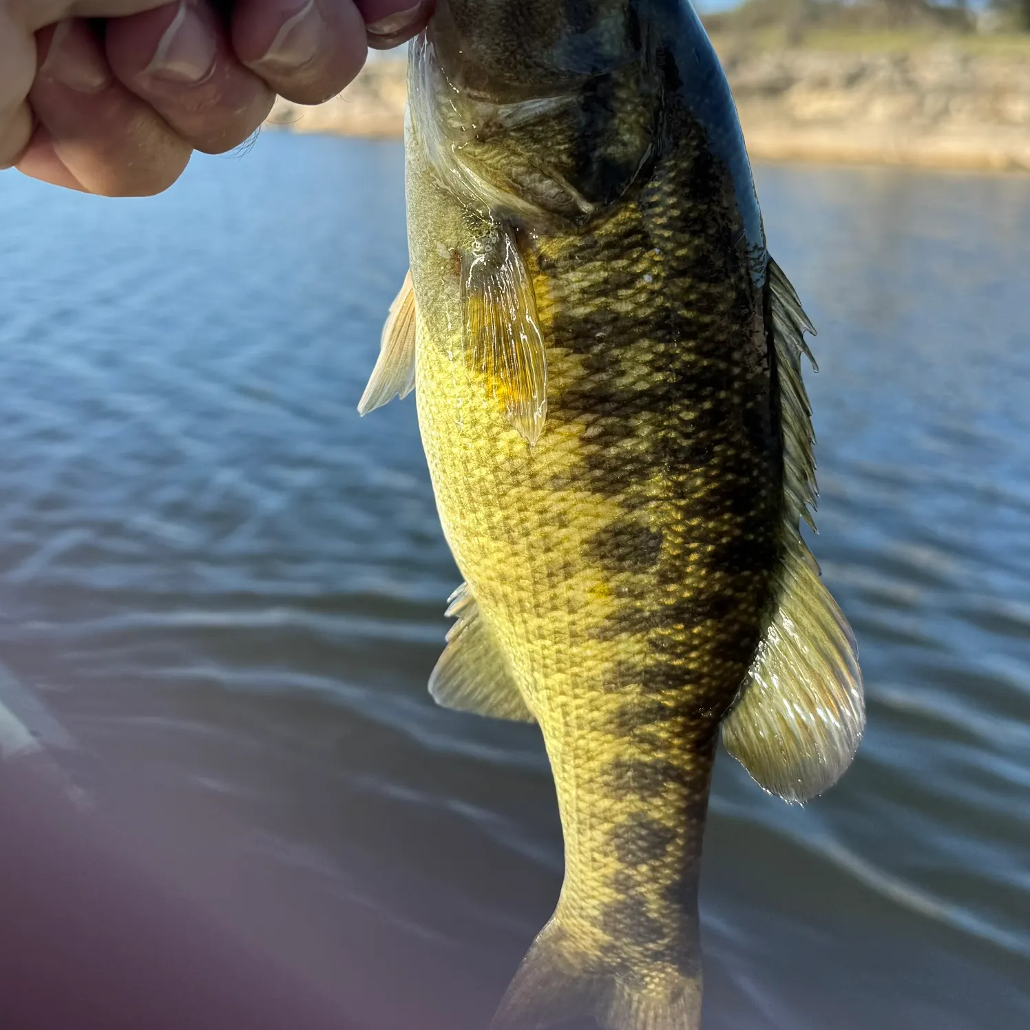 The most recent Guadalupe bass catches on Fishbrain