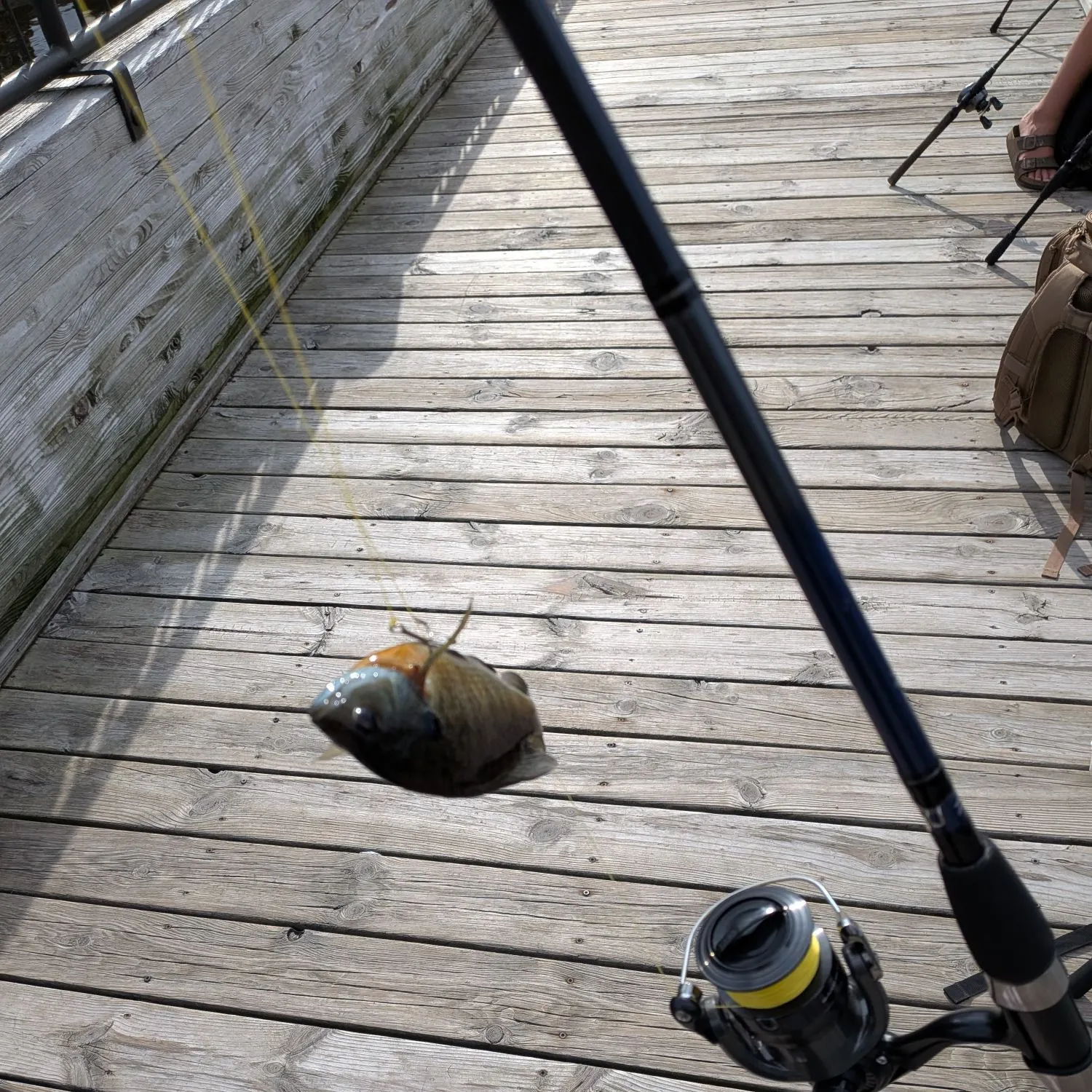 Bluegill caught on Fishbrain