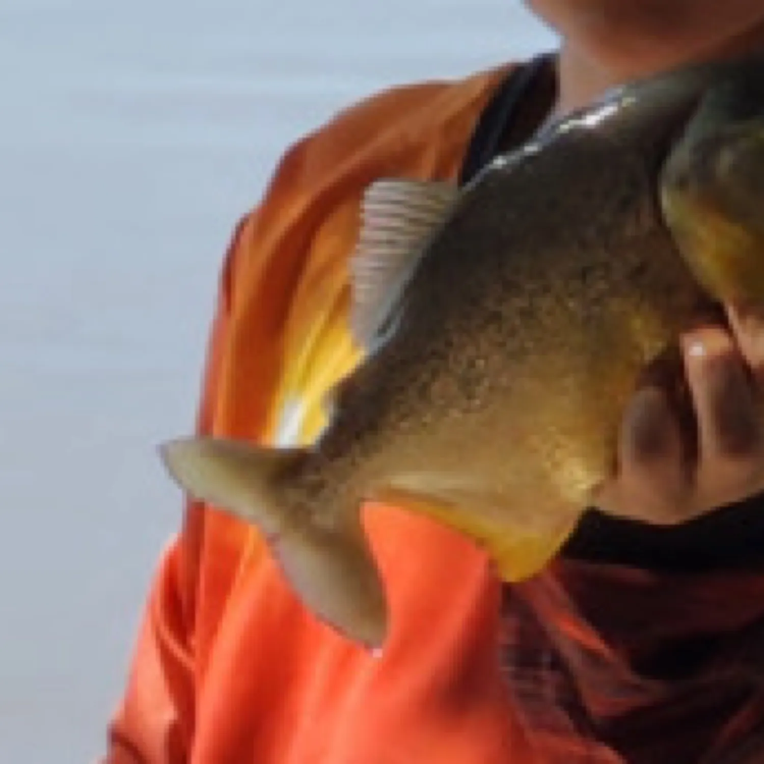 The most recent San Francisco piranha catches on Fishbrain