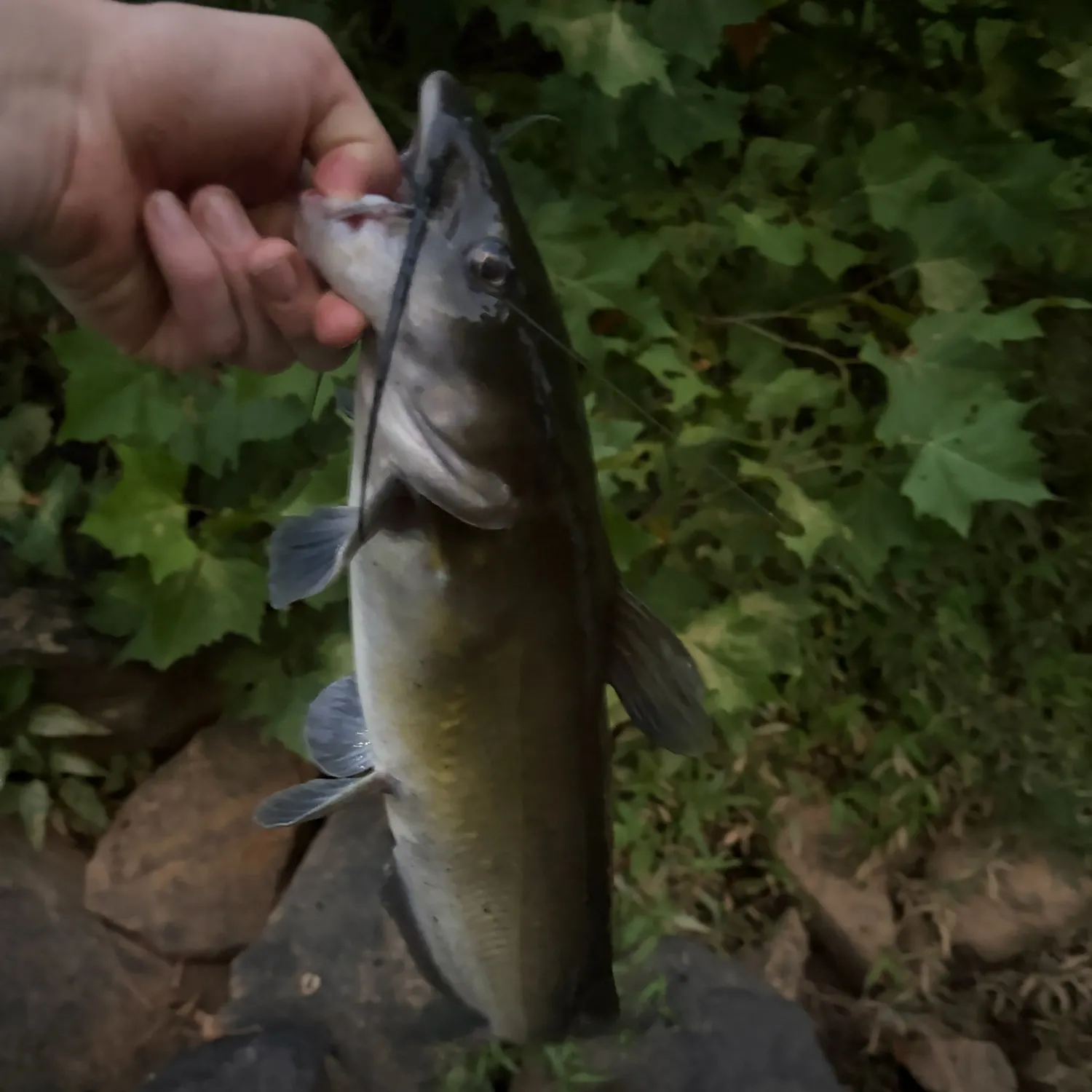Channel catfish caught on Fishbrain