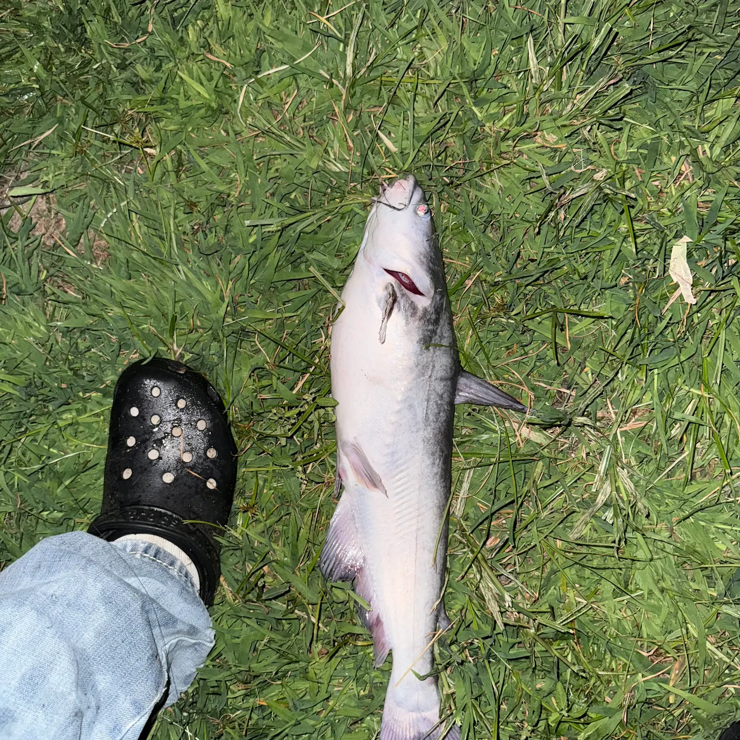 Blue catfish caught on Fishbrain