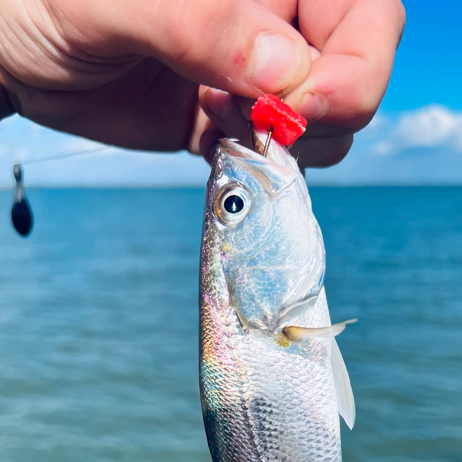 Sand seatrout caught on Fishbrain