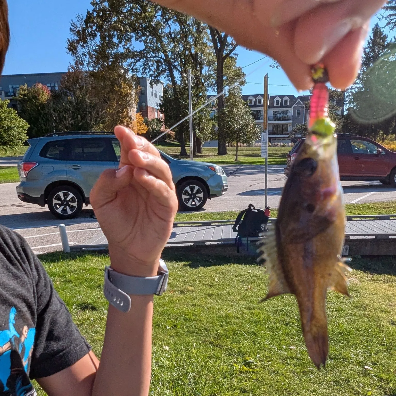 Green sunfish caught on Fishbrain