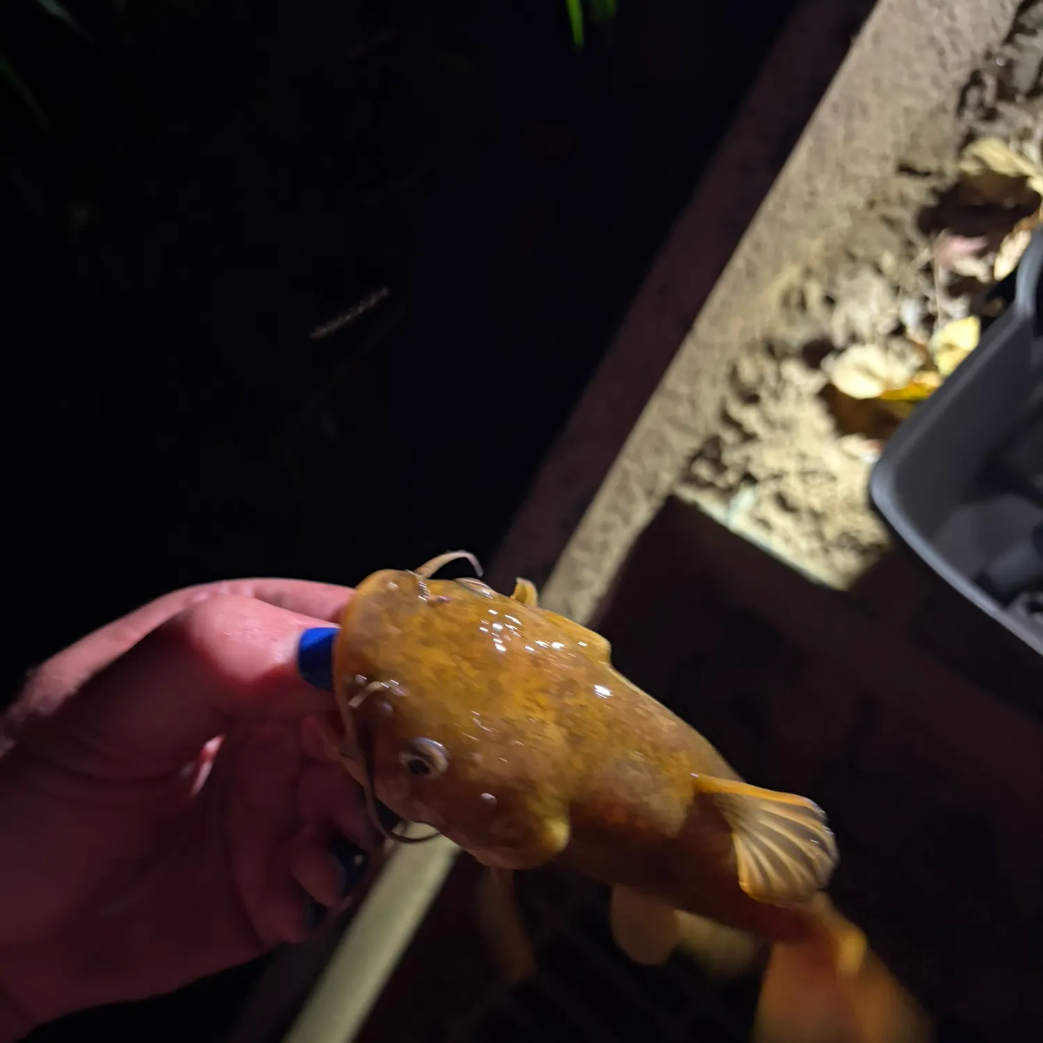 Brown bullhead caught on Fishbrain