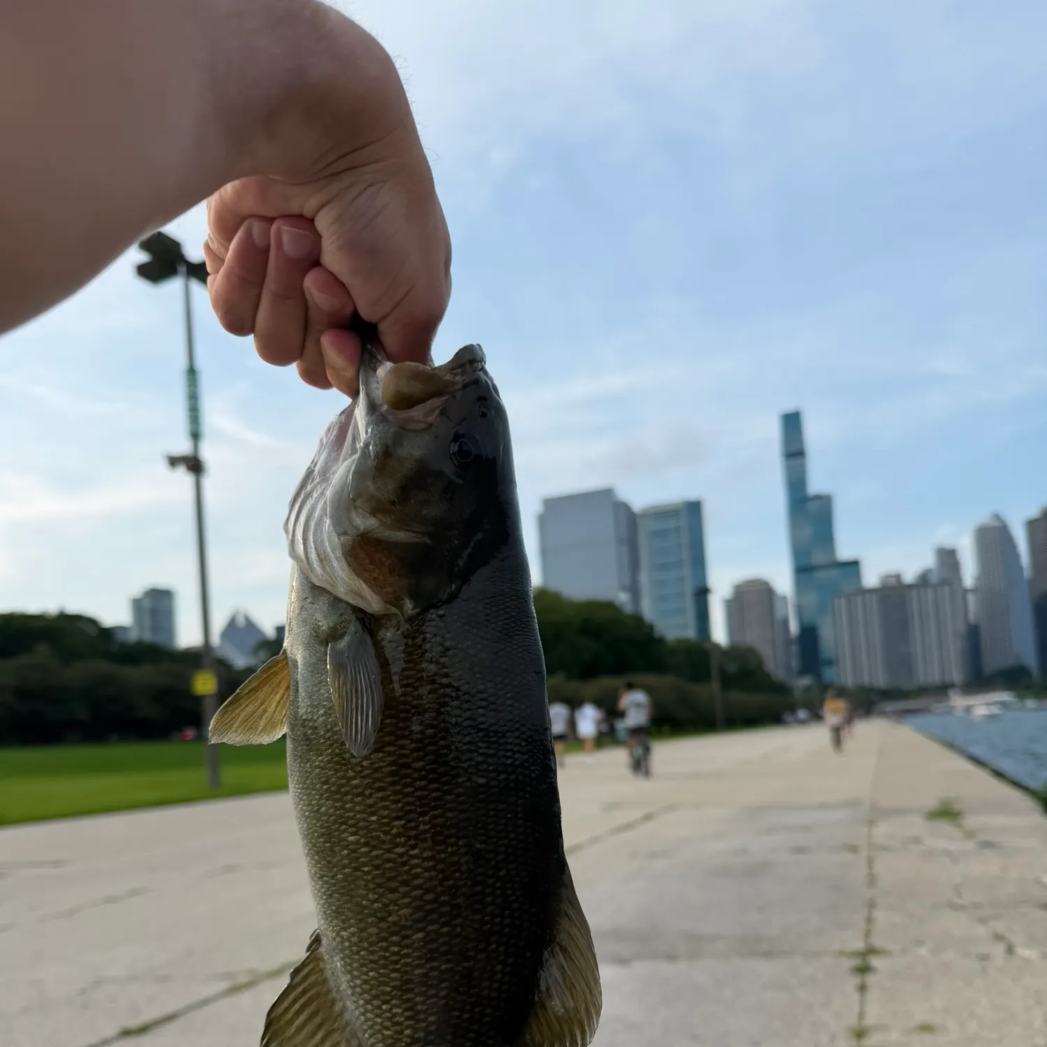 Smallmouth bass caught on Fishbrain