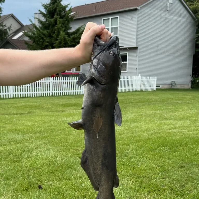 Channel catfish caught on Fishbrain