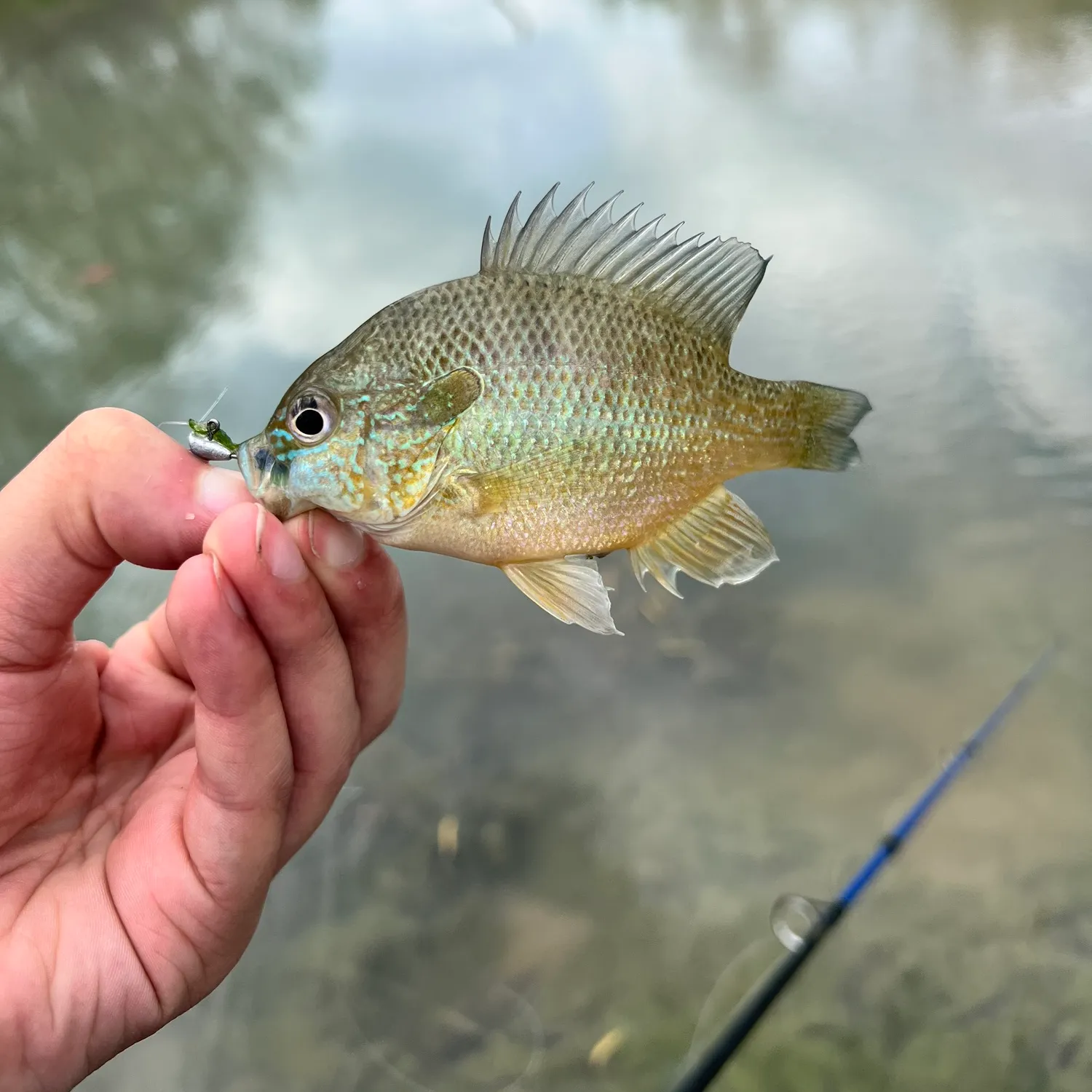 The most recent Redbreast sunfish catches on Fishbrain