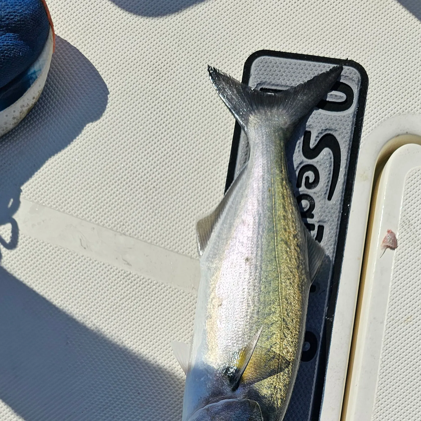 Fish caught on Fishbrain