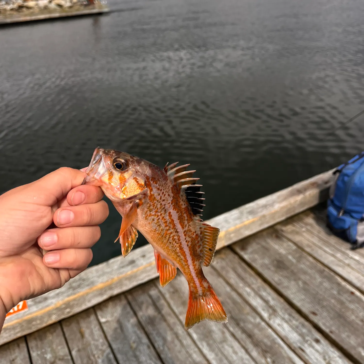 Quillback rockfish caught on Fishbrain