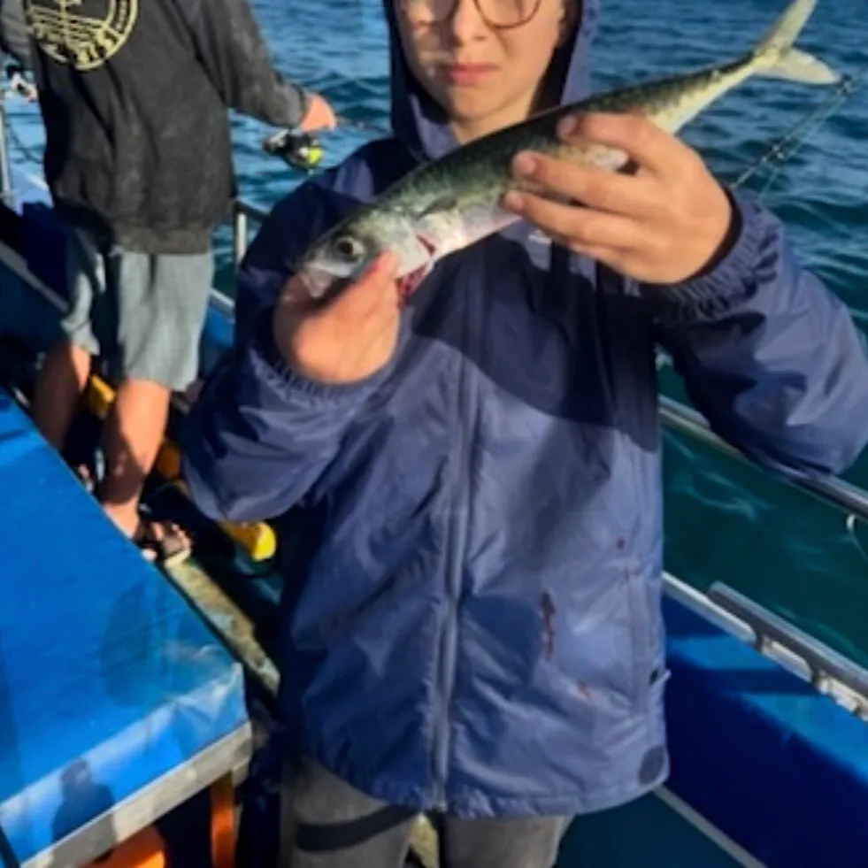 The most recent Blue mackerel catches on Fishbrain