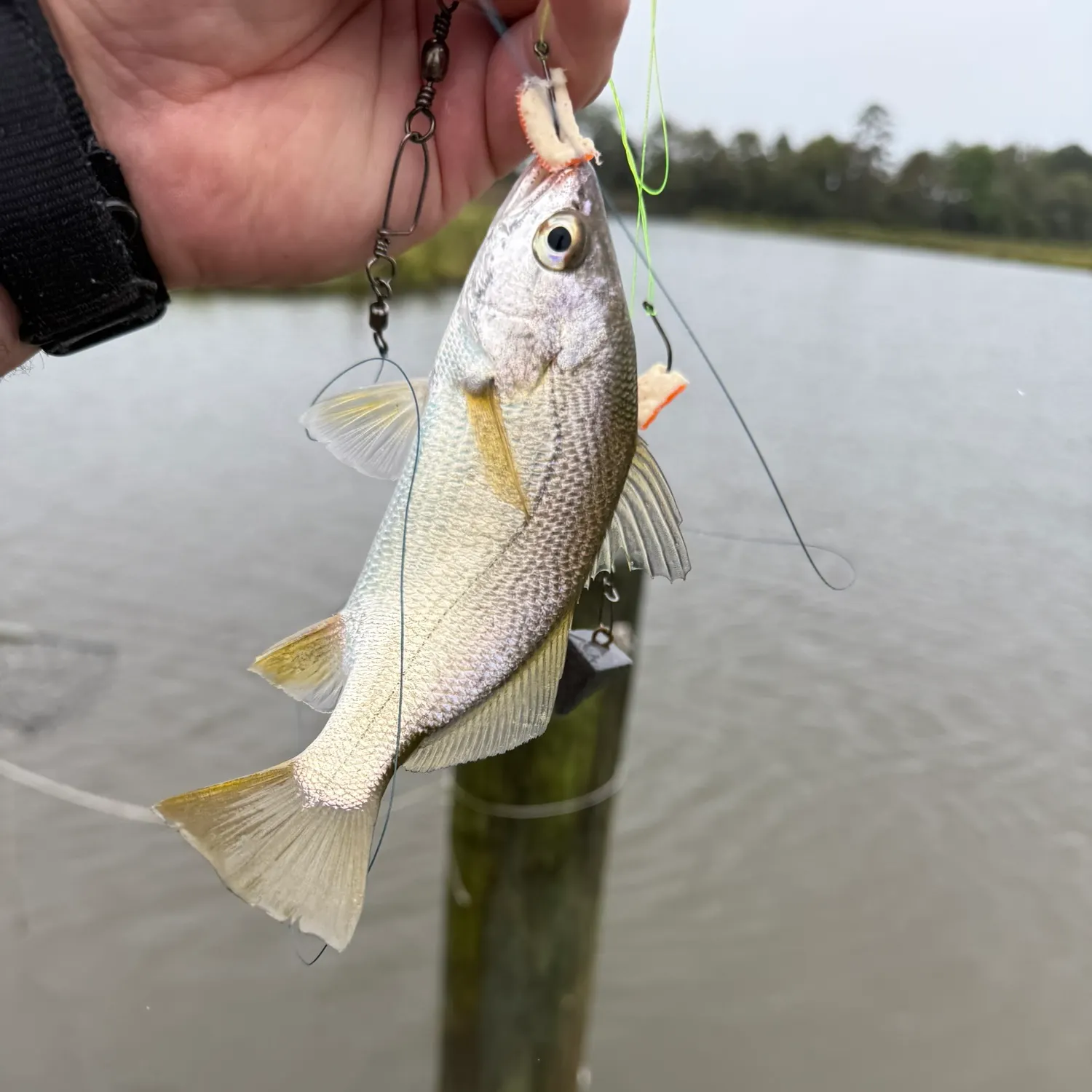 Silver perch caught on Fishbrain