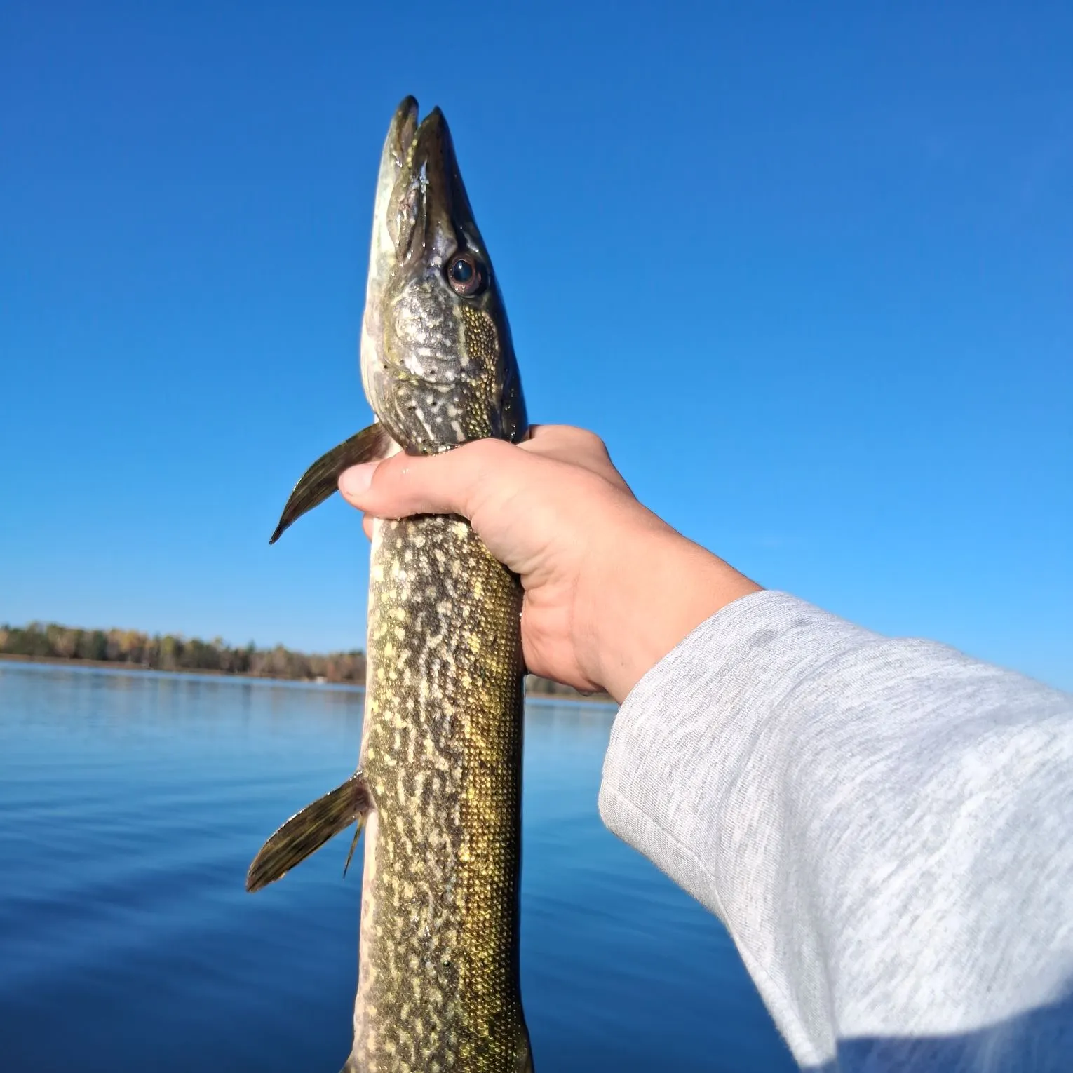 Northern pike caught on Fishbrain