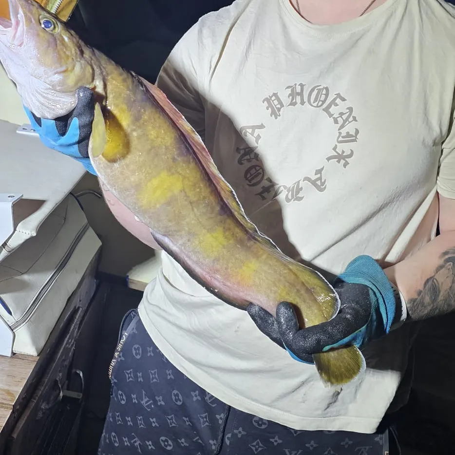 The most recent Cusk catches on Fishbrain