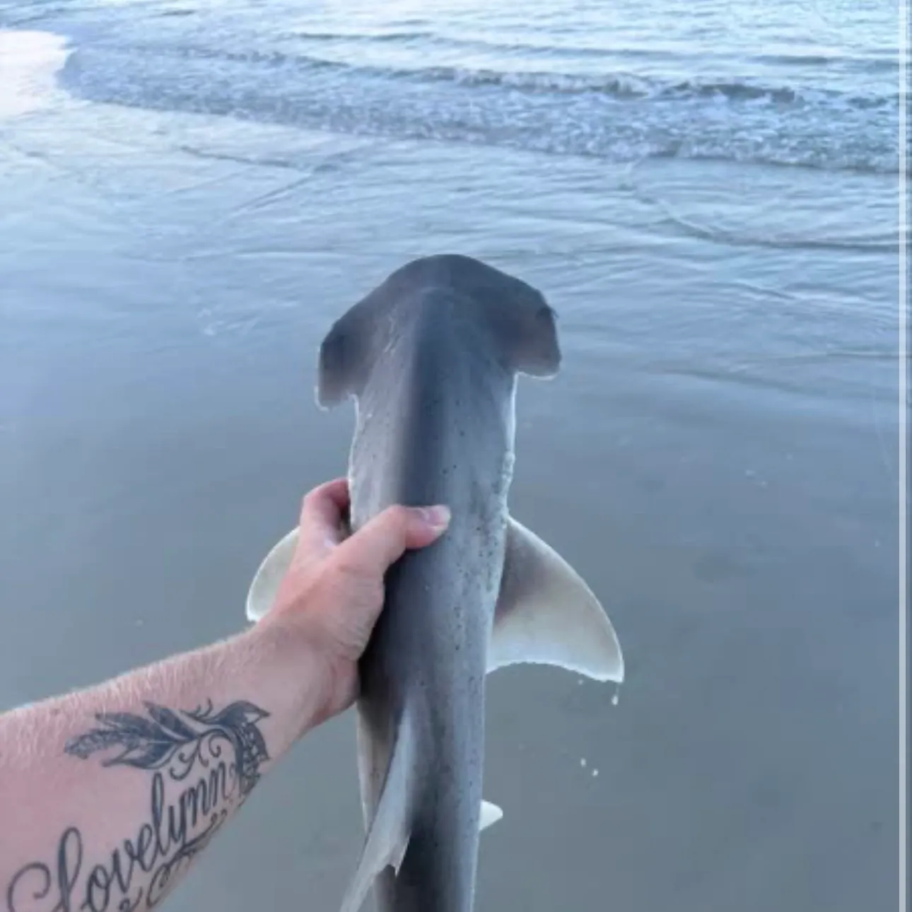 The most recent Bonnethead shark catches on Fishbrain