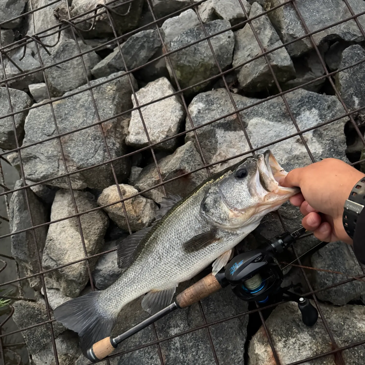 Largemouth bass caught on Fishbrain
